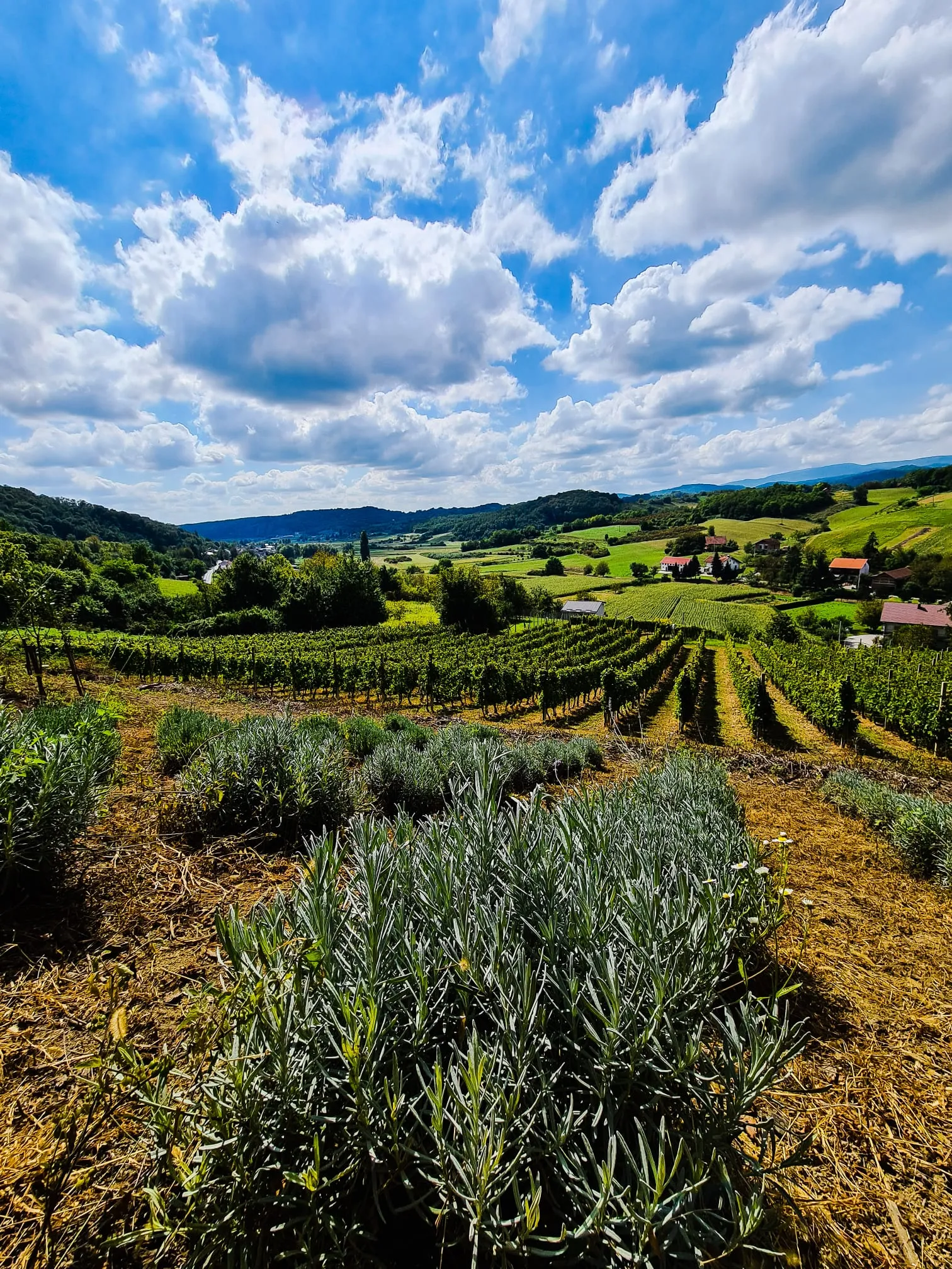 Vinograd Stružnjak